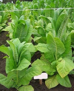 Burley Tennessee Tobacco Plant